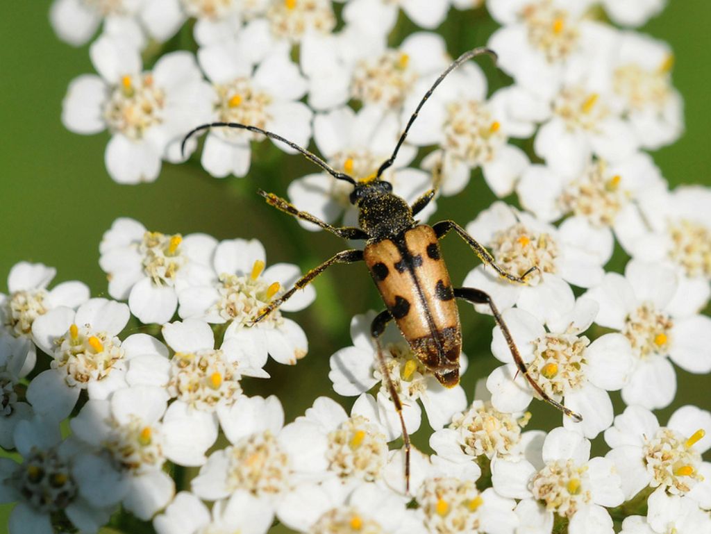 Pachytodes erraticus?  No, P.  cerambyciformis, Cerambycidae